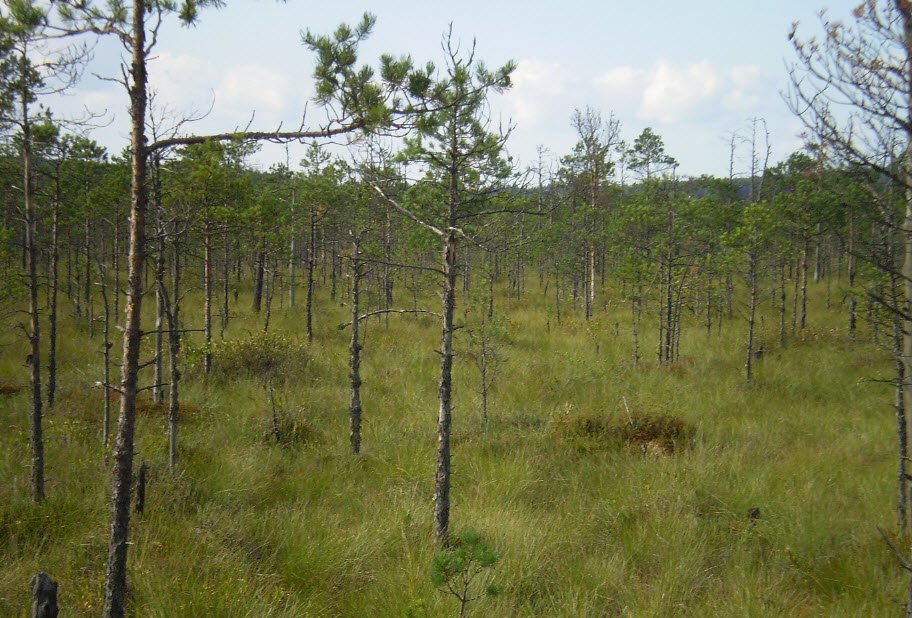 Biarezinski Biosphere Reserve , Minsk Region, Belarus